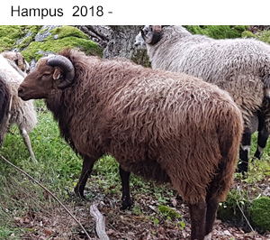 Hampus fodd 2018.jpg
